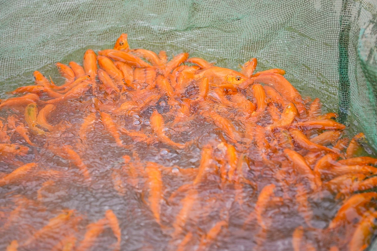 Cá chép đỏ vào vụ, hút hàng dịp Tết ông Công, ông Táo