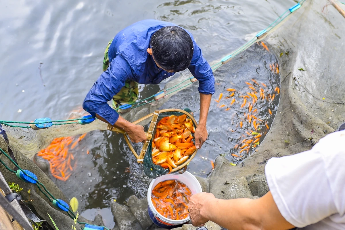 Cá chép đỏ vào vụ, hút hàng dịp Tết ông Công, ông Táo