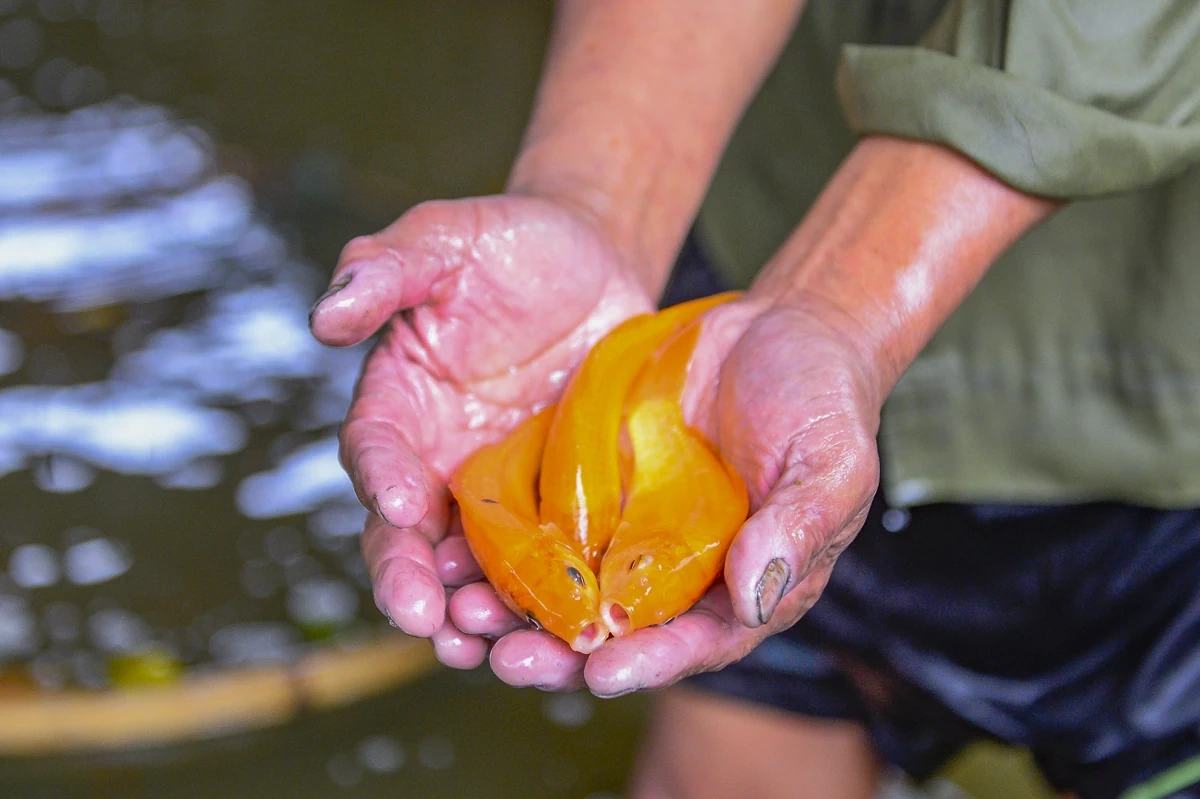 Cá chép đỏ vào vụ, hút hàng dịp Tết ông Công, ông Táo