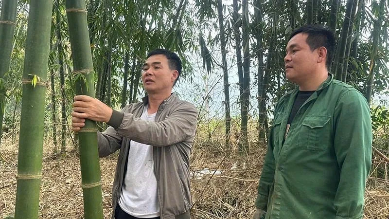 Bá Thước thâm canh, phục tráng hiệu quả rừng luồng