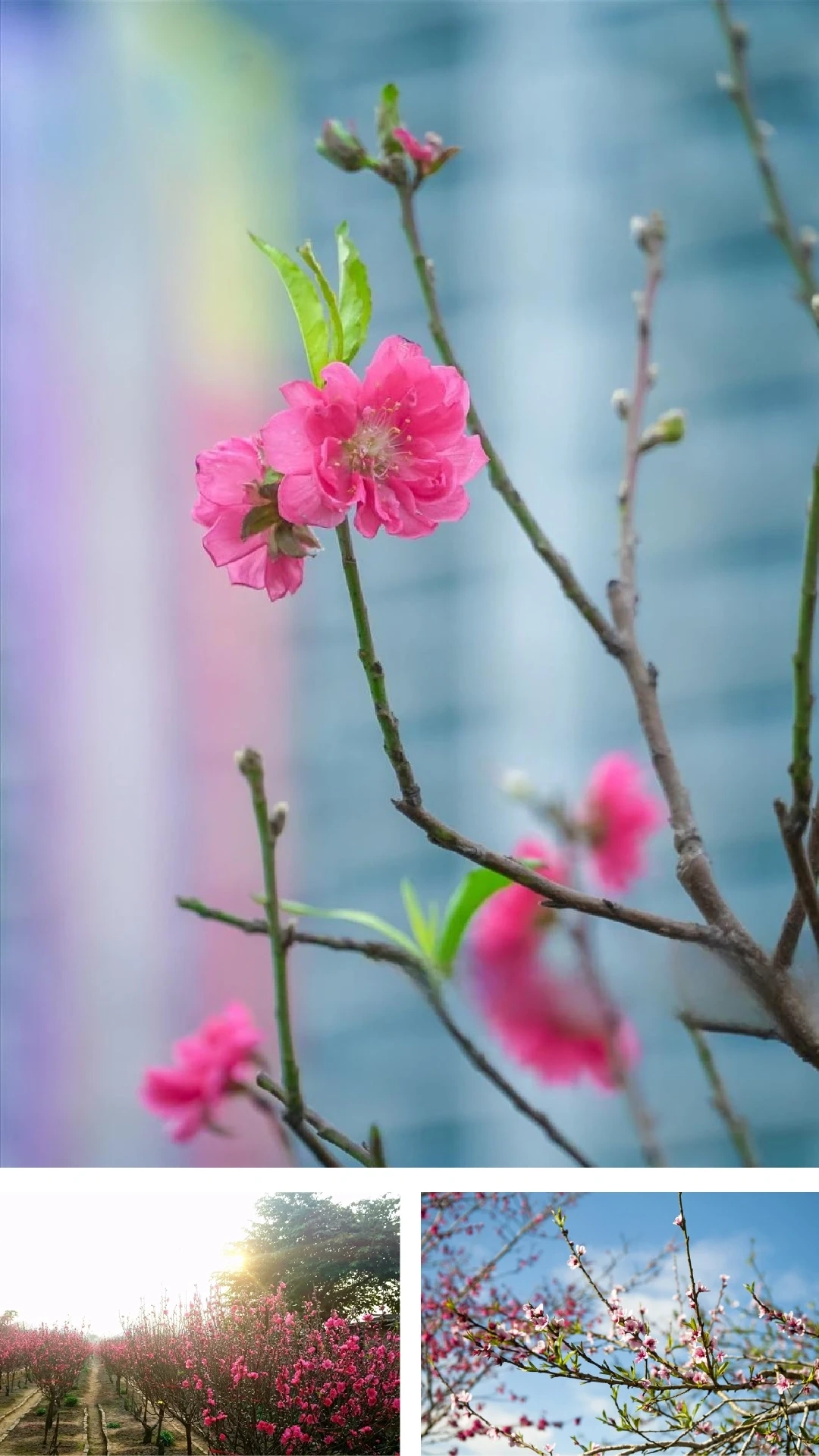 [E-Magazine] Tết Nguyên đán - “Buổi sáng linh thiêng nhất”