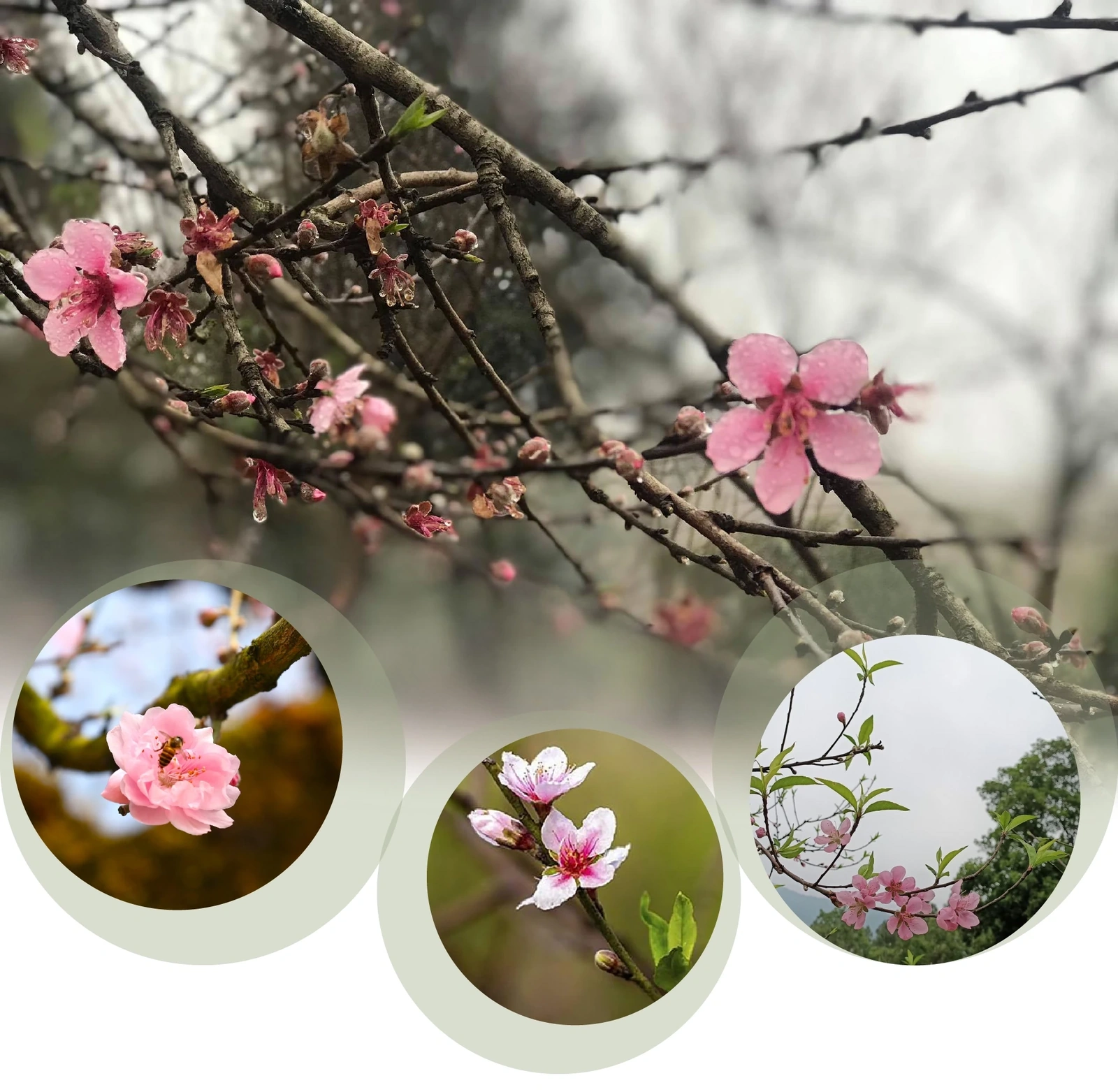 [E-Magazine] Tết Nguyên đán - “Buổi sáng linh thiêng nhất”