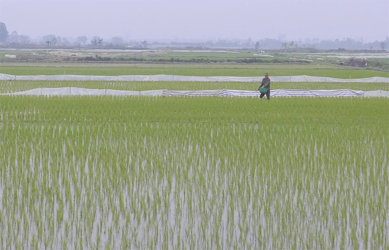 Nông dân tích cực xuống đồng đầu xuân