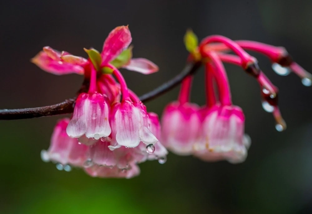 Hàng nghìn du khách đón Tết Bính Ngọ cùng hơn triệu bông tulip tại Sun World Ba Na Hills