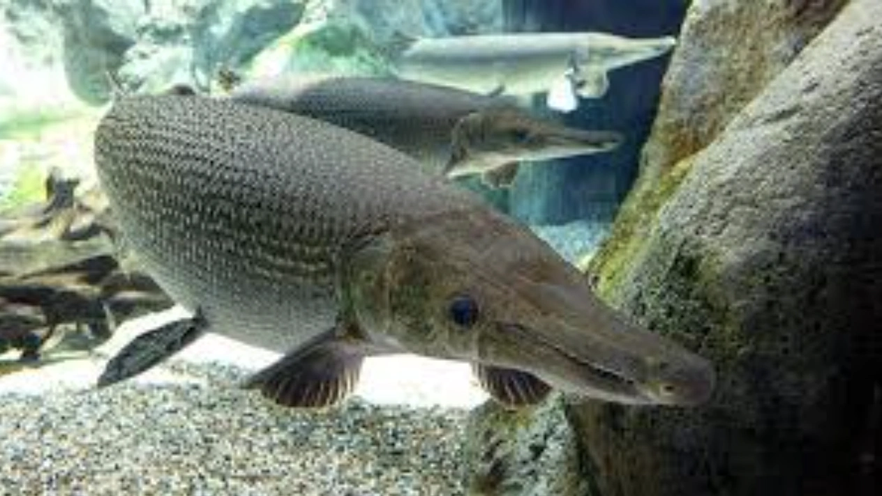 Vụ ngộ độc thực phẩm xảy ra tại xã Ngọc Liên là do ăn trứng cá sấu hoả tiễn