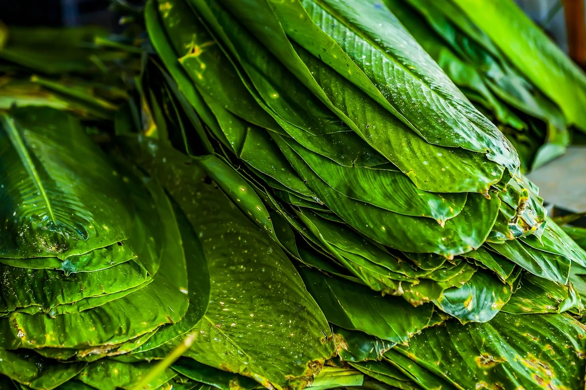 Bánh chưng đen - hồn Tết của người Thái trắng ở miền núi xứ Thanh