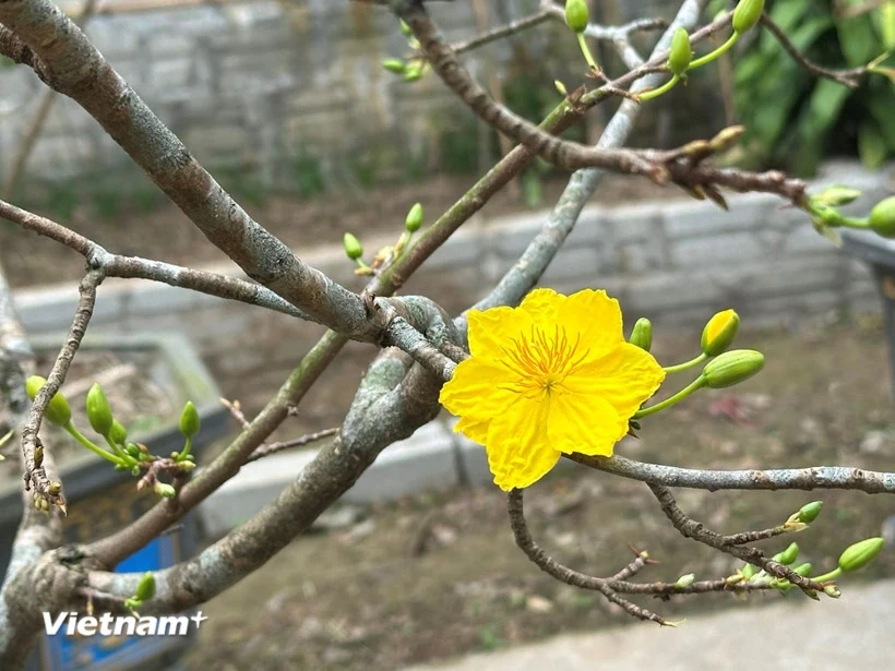 Thời tiết mùng 4 Tết: Bắc Bộ sương mù rải rác, Nam Bộ tiếp tục nắng nóng