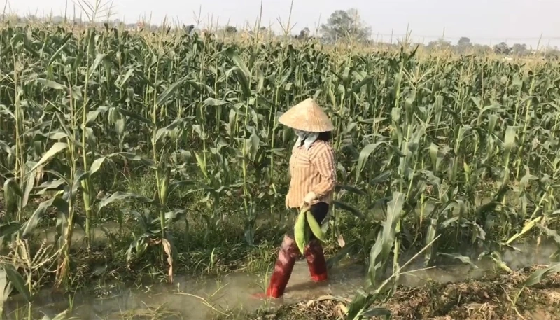 Mở rộng diện tích cây trồng liên kết sản xuất, bao tiêu sản phẩm vụ xuân