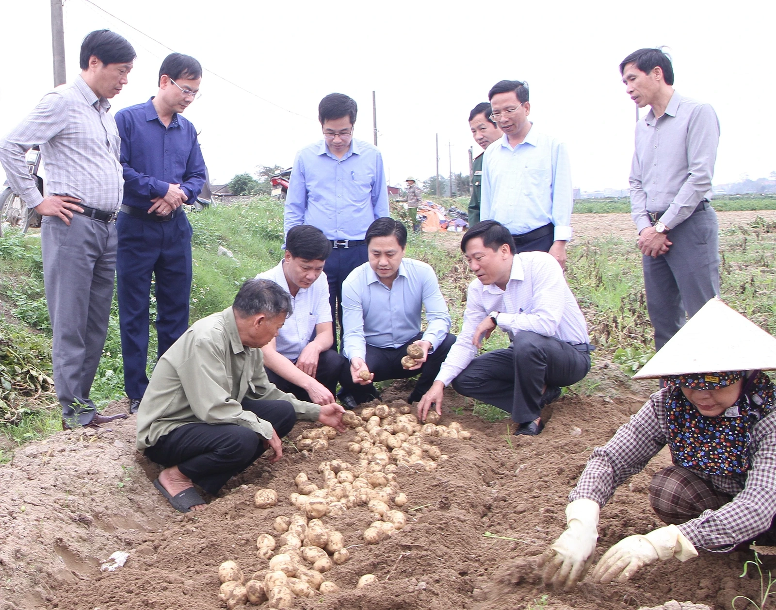 Đánh giá kết quả liên kết sản xuất khoai tây phục vụ chế biến tại xã Nga Sơn