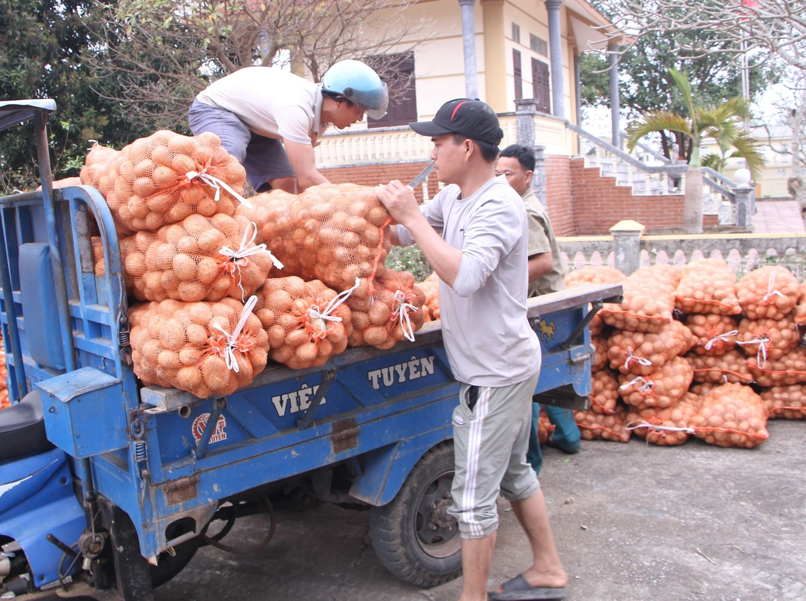 Đánh giá kết quả liên kết sản xuất khoai tây phục vụ chế biến tại xã Nga Sơn