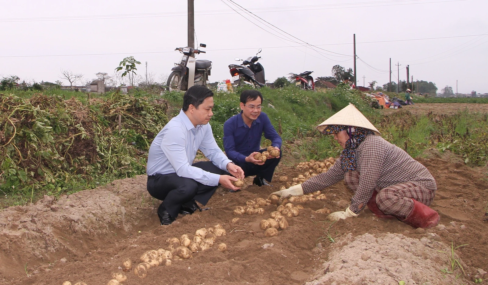 Đánh giá kết quả liên kết sản xuất khoai tây phục vụ chế biến tại xã Nga Sơn