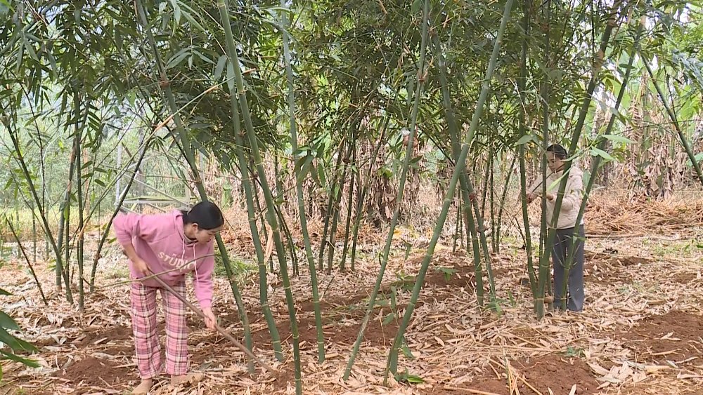 Tài nguyên bản địa - Động lực phát triển kinh tế HTX khu vực miền núi Thanh Hóa