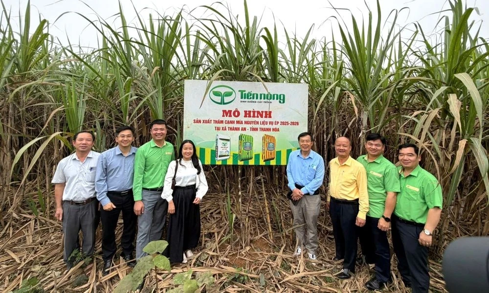 Mô hình trồng mía thâm canh tại xã Ngọc Trạo đạt hiệu quả cao