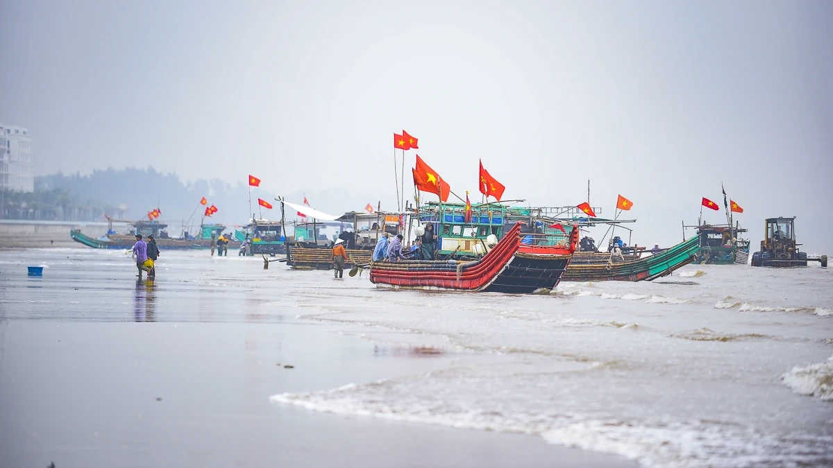 Rộn ràng mùa sứa biển ở vùng bãi ngang xứ Thanh