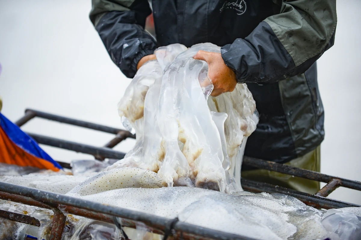 Rộn ràng mùa sứa biển ở vùng bãi ngang xứ Thanh