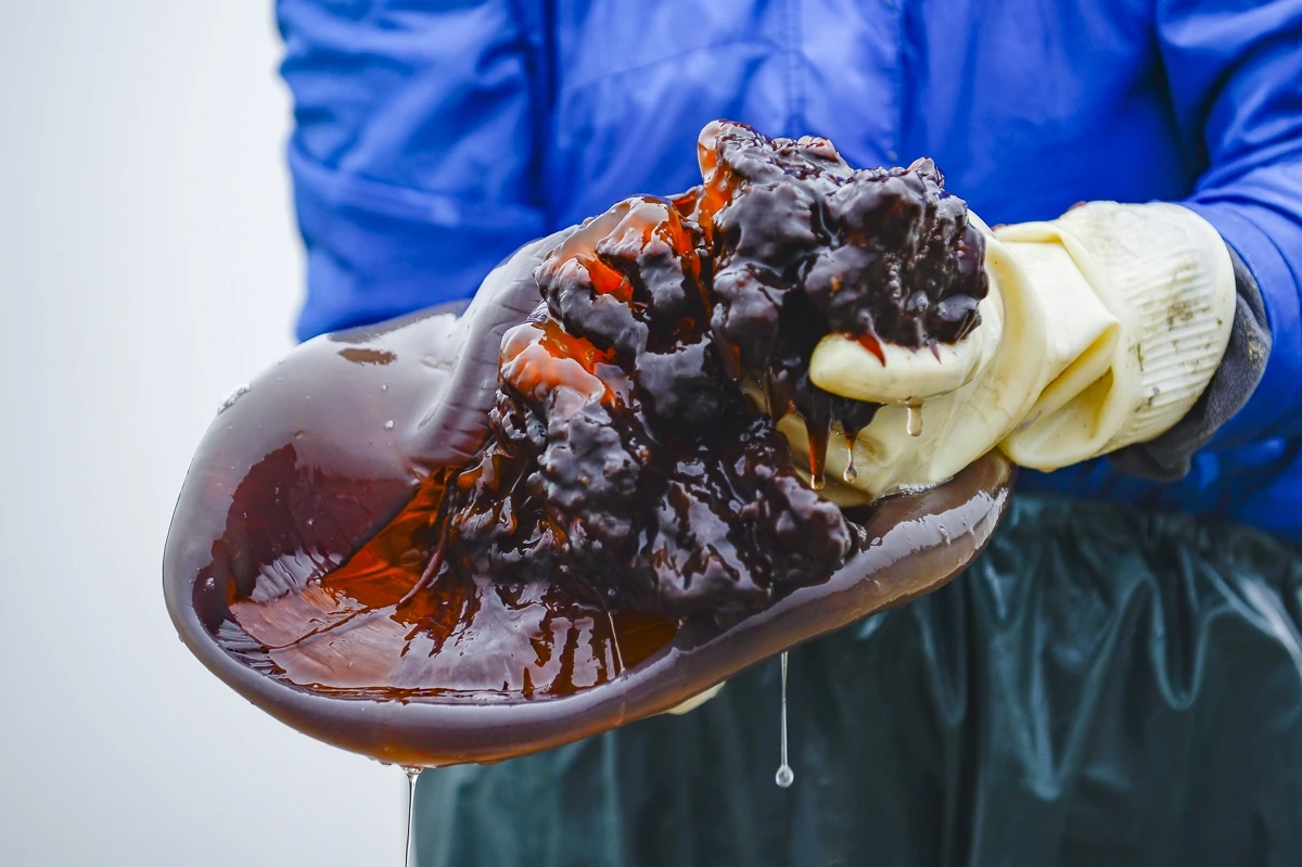 Rộn ràng mùa sứa biển ở vùng bãi ngang xứ Thanh