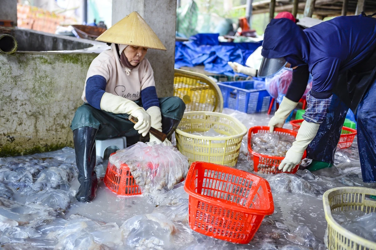 Rộn ràng mùa sứa biển ở vùng bãi ngang xứ Thanh