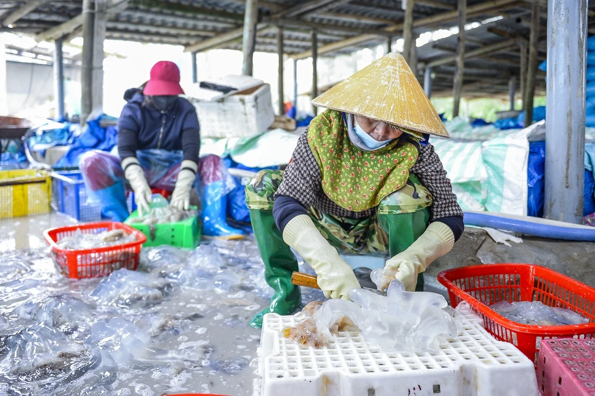 Rộn ràng mùa sứa biển ở vùng bãi ngang xứ Thanh