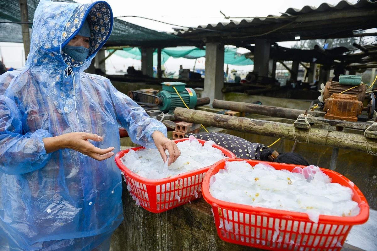 Rộn ràng mùa sứa biển ở vùng bãi ngang xứ Thanh