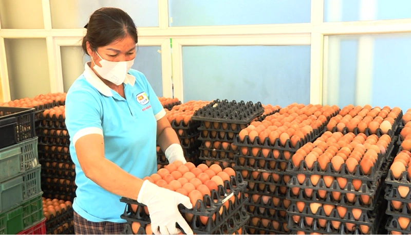 Nguồn cung cao hơn cầu, giá trứng gia cầm giảm mạnh