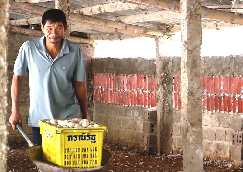 Nguồn cung cao hơn cầu, giá trứng gia cầm giảm mạnh