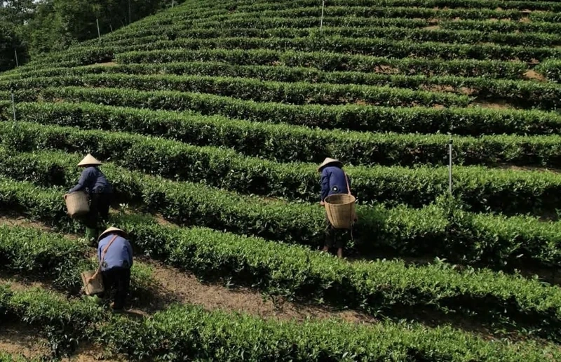 Mở rộng diện tích trồng cây nguyên liệu