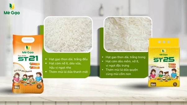 So sánh gạo ST21 và gạo ST25: Khác biệt về độ dẻo và mùi thơm