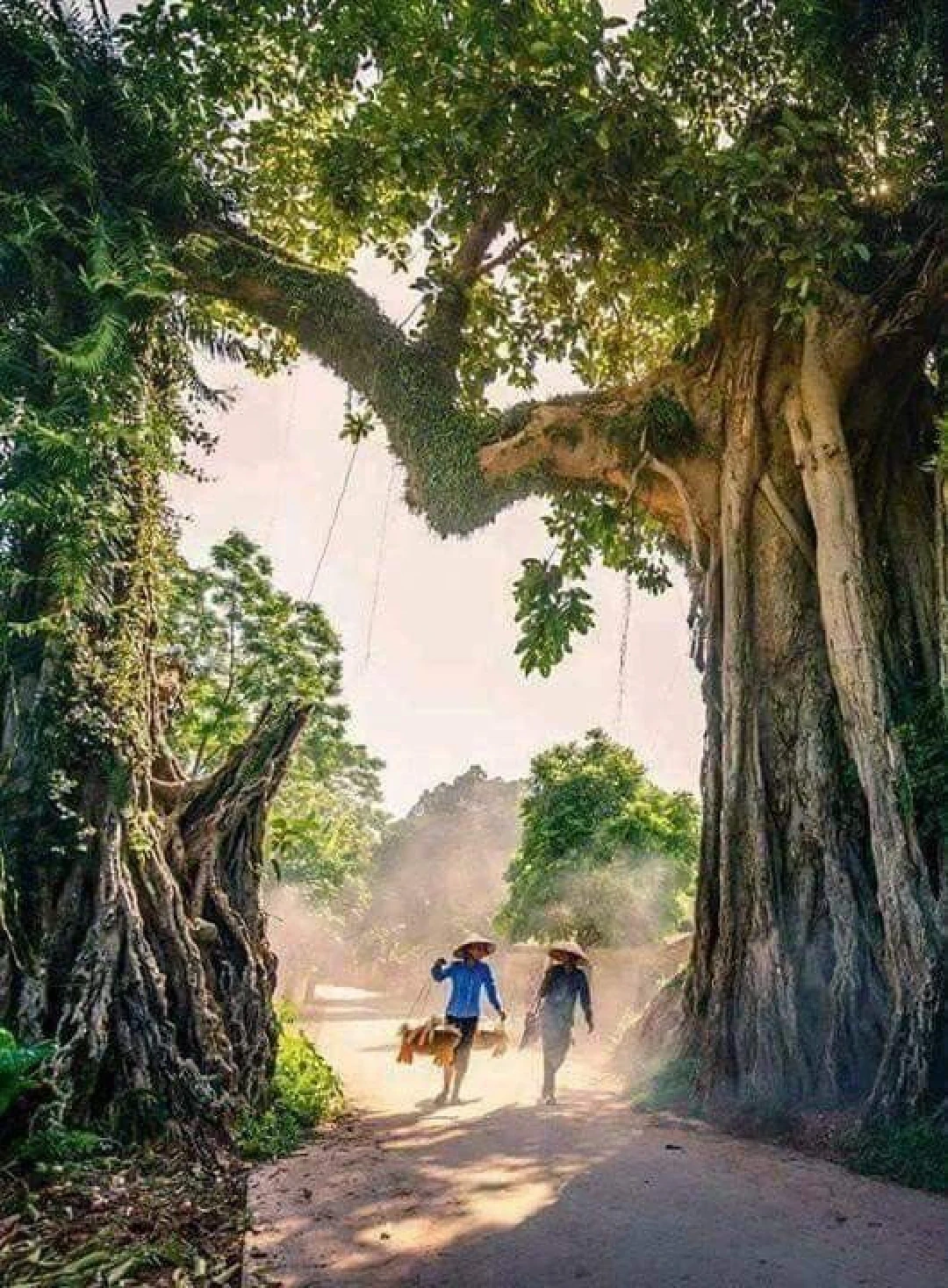 [E-Magazine]: Hoa trong ngõ vắng