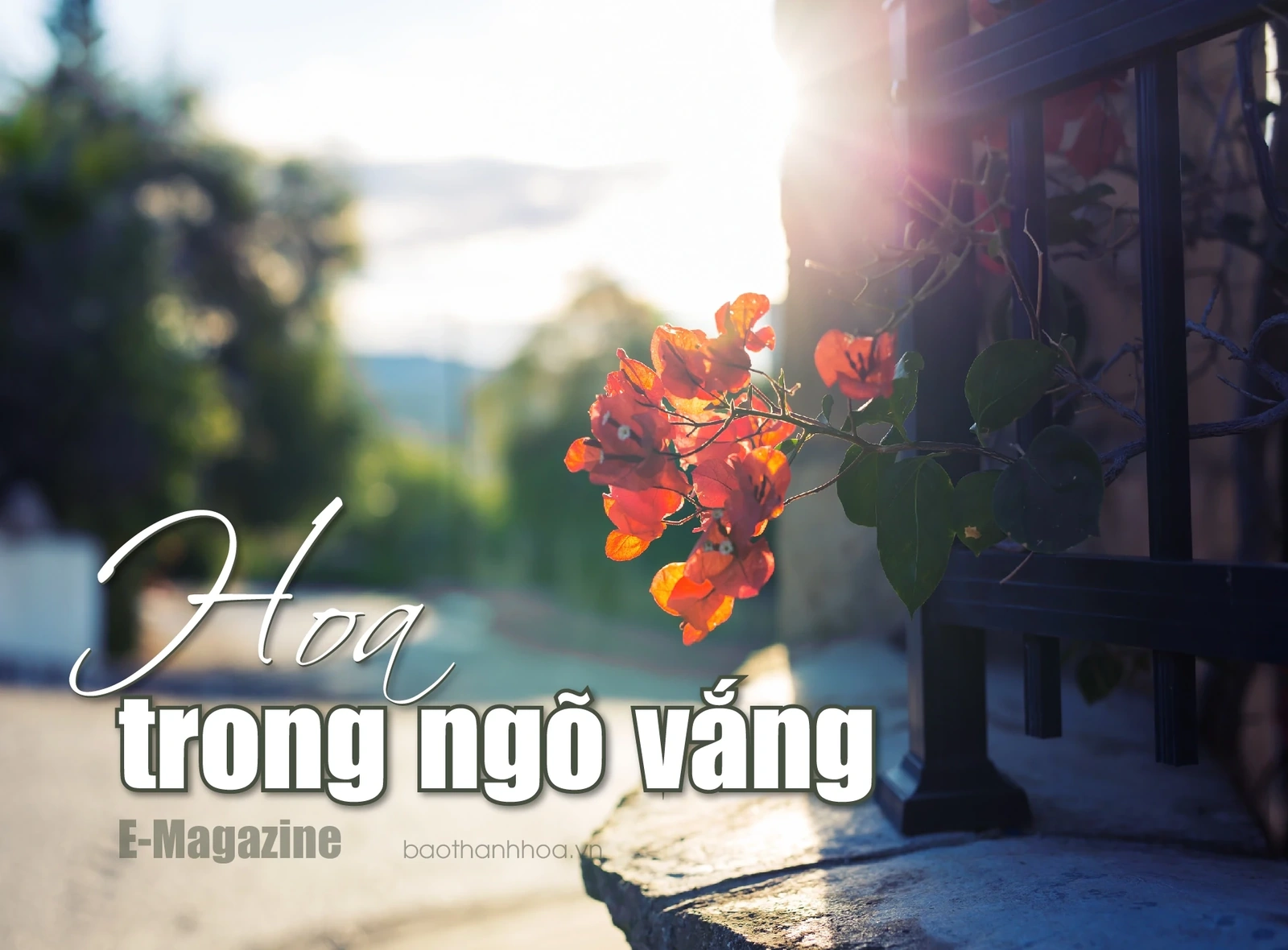 [E-Magazine]: Hoa trong ngõ vắng
