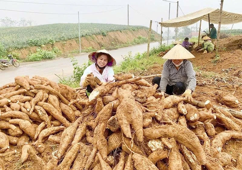 Ngọc Liên phát triển sản xuất nông nghiệp gắn với XDNTM