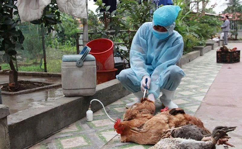 Thanh Hóa bổ sung kinh phí hỗ trợ khắc phục dịch bệnh động vật cho các địa phương