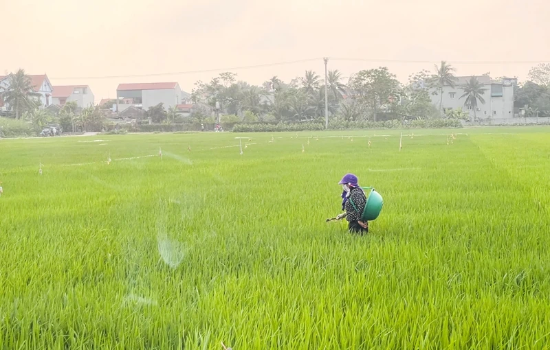 Phòng trừ sâu bệnh bảo vệ lúa vụ xuân