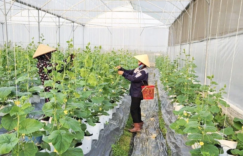 Góp phần phát triển nông nghiệp hàng hóa