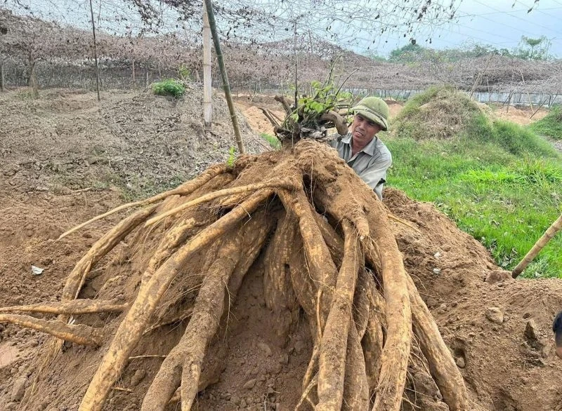 Nông dân làm giàu từ mô hình trồng sắn dây