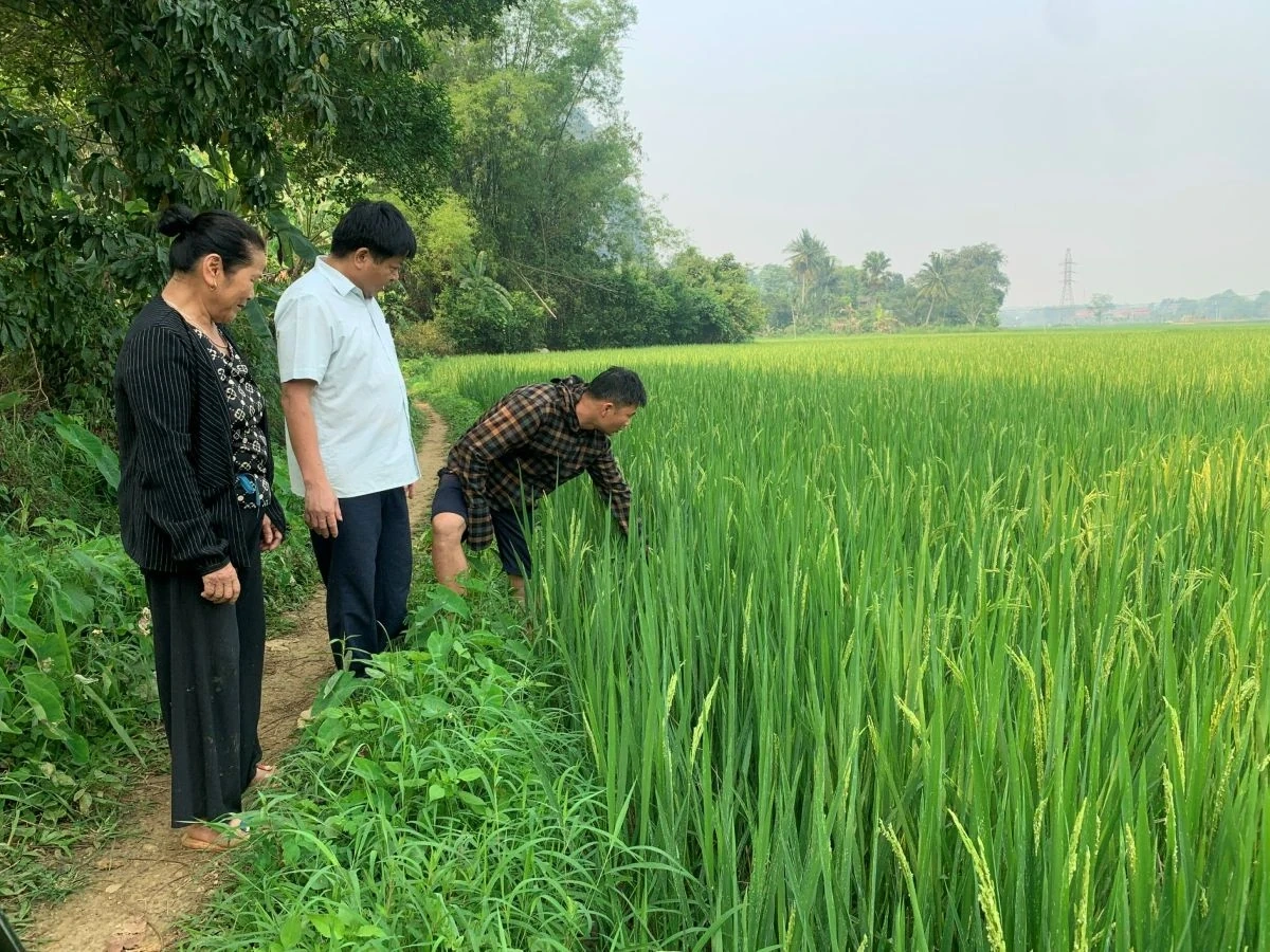 Thi công công trình, nhiều diện tích lúa đứng trước nguy cơ khô hạn