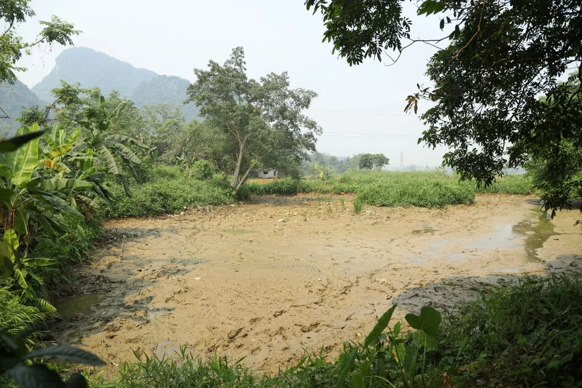 Thi công công trình, nhiều diện tích lúa đứng trước nguy cơ khô hạn