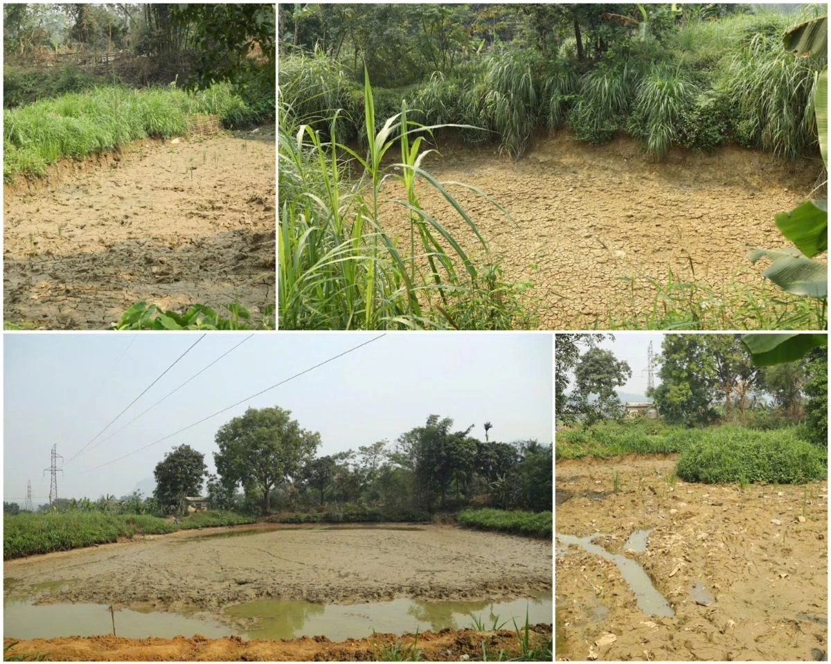 Thi công công trình, nhiều diện tích lúa đứng trước nguy cơ khô hạn