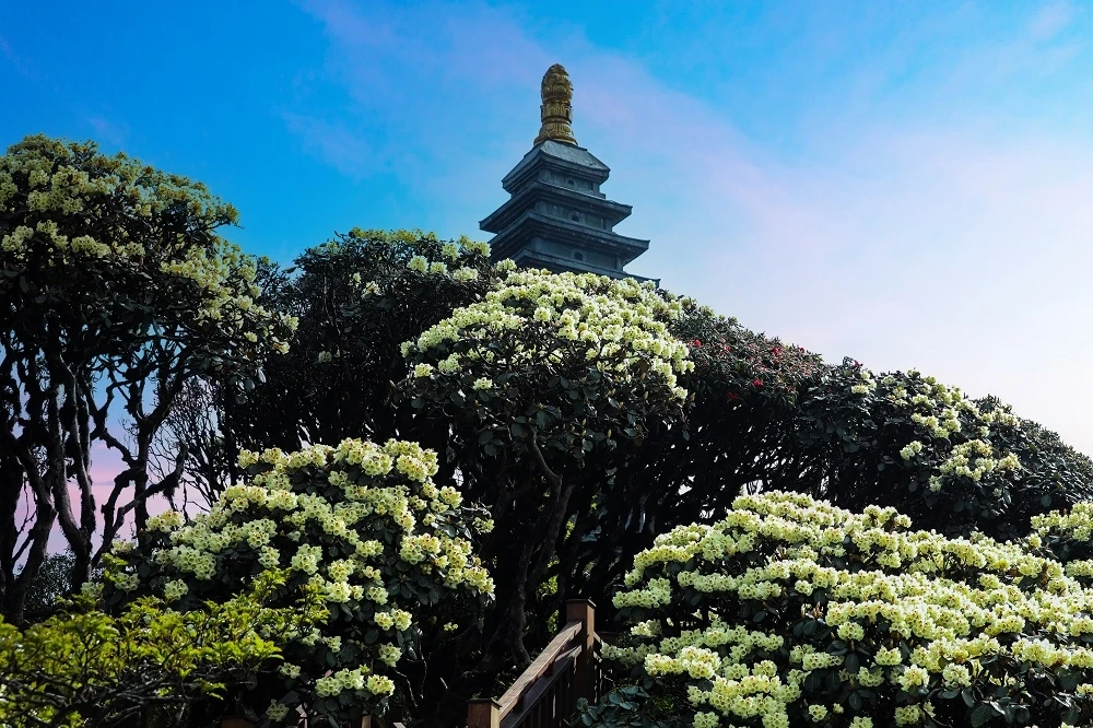 “Bản giao hưởng triệu đóa hồng” đánh dấu 10 năm cáp treo Fansipan