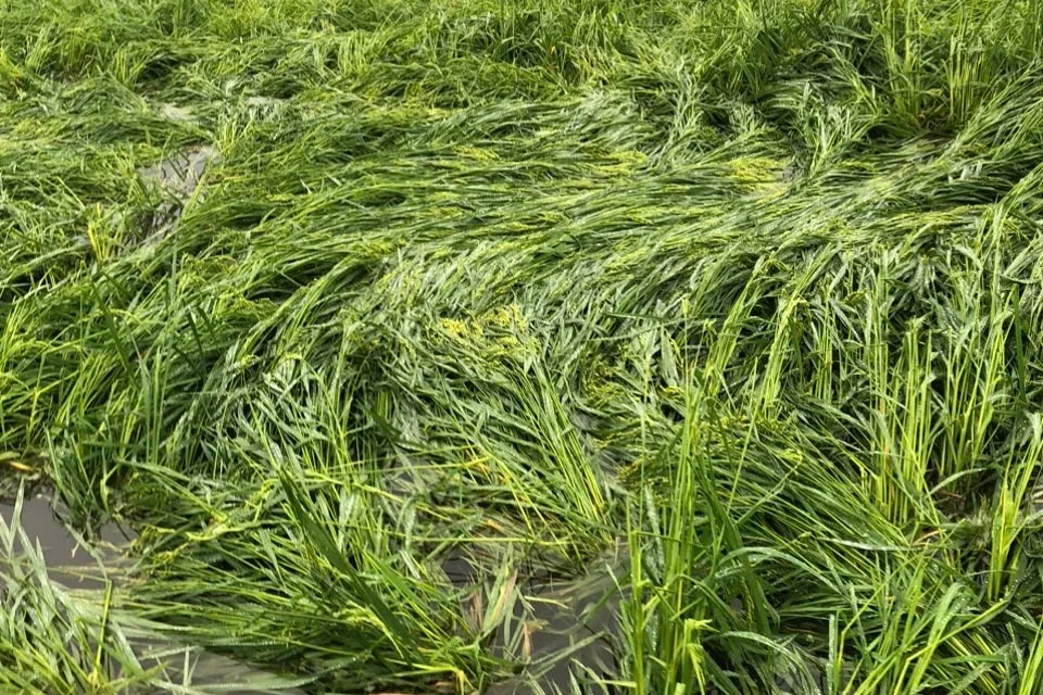 Mưa đá trong đêm gây thiệt hại tại nhiều địa phương