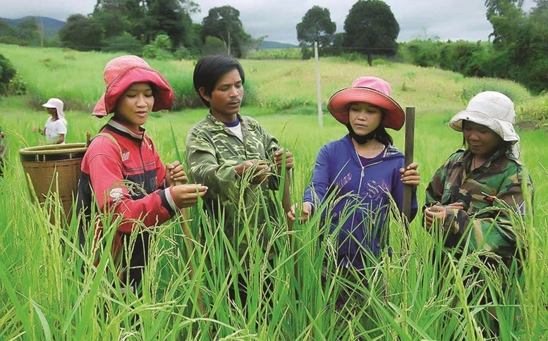 Phân bổ vốn ngân sách tại địa phương để xây dựng nông thôn mới và giảm nghèo bền vững giai đoạn 2026-2030