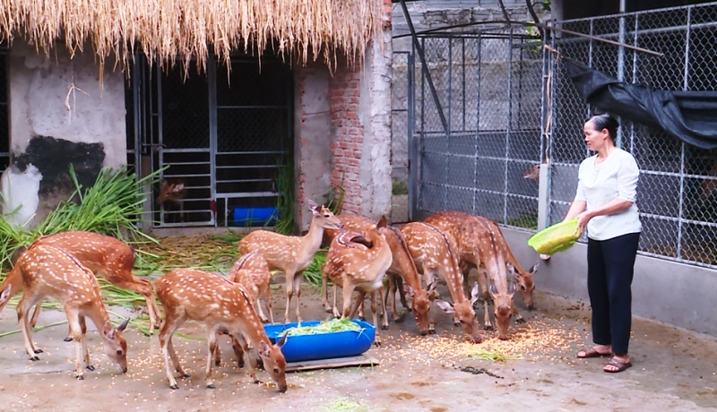 Chăn nuôi theo thị trường - Tiêu thụ bền vững, hiệu quả cao