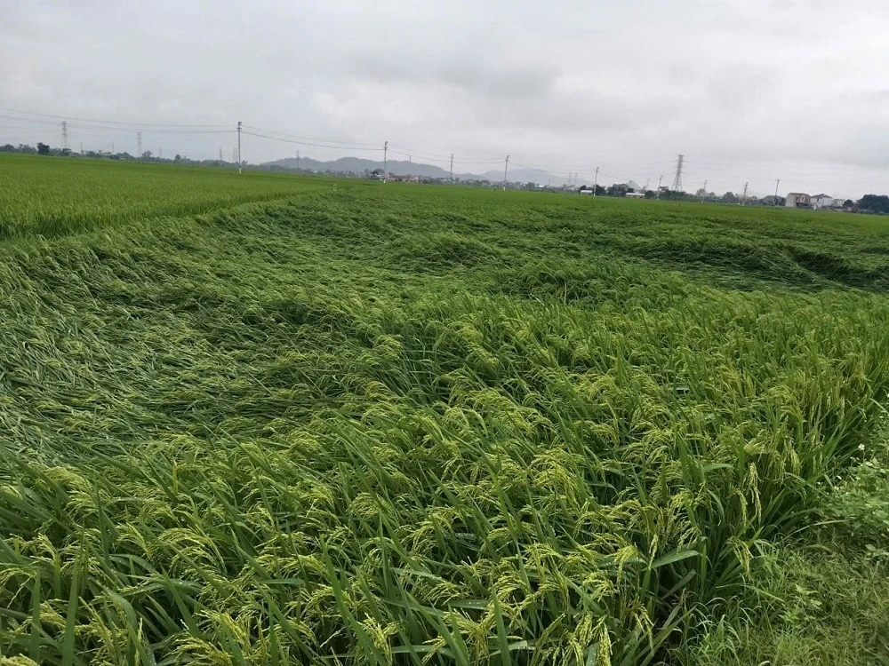 Mưa lớn, lốc, sét kèm theo mưa đá gây thiệt hại lớn cho người dân