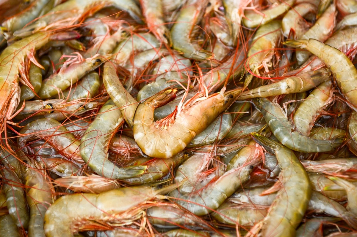 Về làng chài Sầm Sơn, trải nghiệm nhịp sống biển