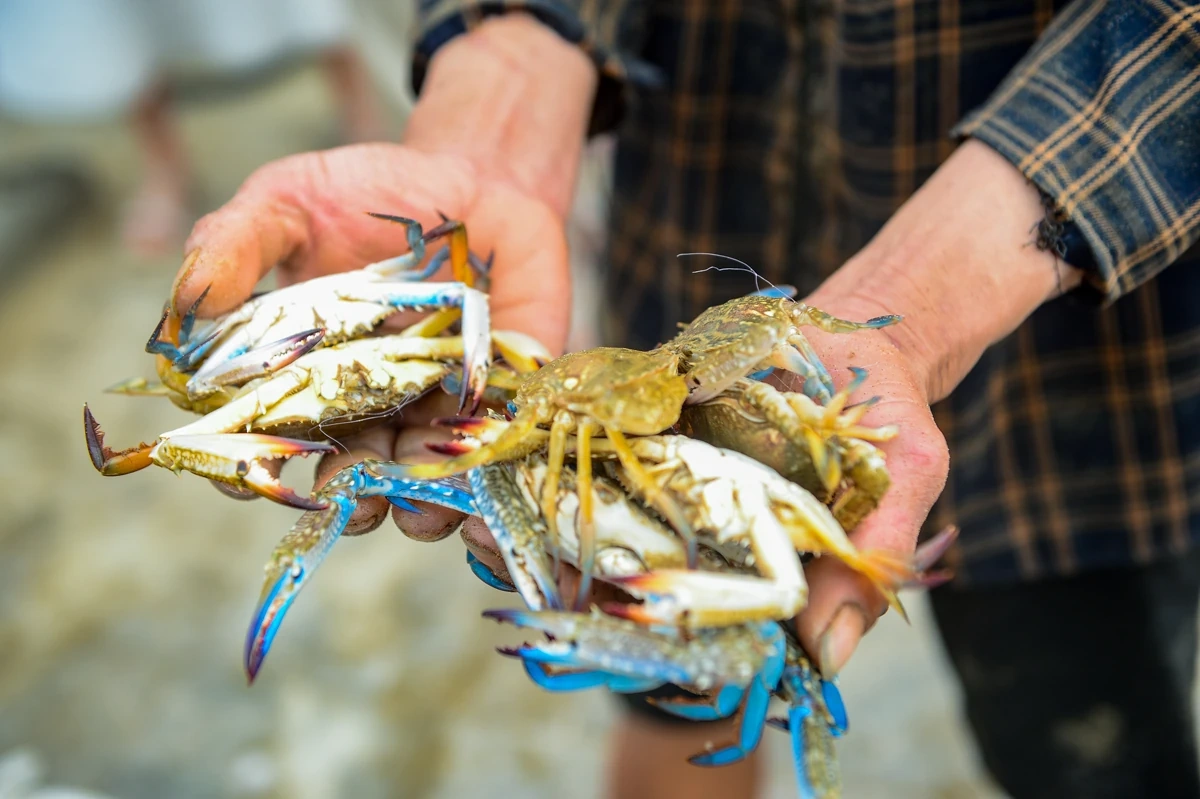 Về làng chài Sầm Sơn, trải nghiệm nhịp sống biển