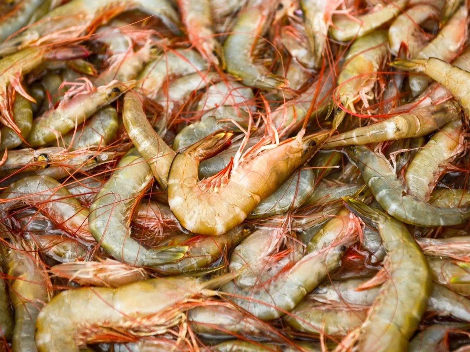 Mùa này, chợ hải sản ven biển Sầm Sơn đặc biệt phong phú với đủ loại như cua, ghẹ, bề bề, tôm, cá trích... mang đến cho du khách nhiều lựa chọn hấp dẫn ngay từ những mẻ lưới đầu tiên trong ngày.