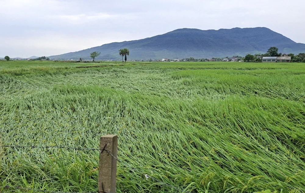 Dông lốc kèm theo mưa gây thiệt hại về nhà ở, tài sản và sản xuất của người dân
