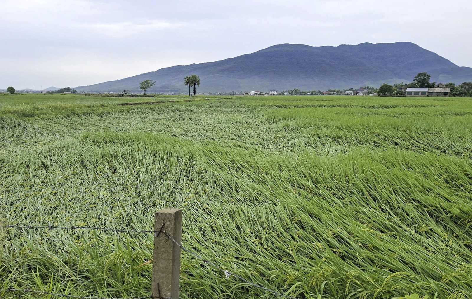 Dông lốc, mưa lớn gây thiệt hại nặng về nhà ở, tài sản và sản xuất của người dân