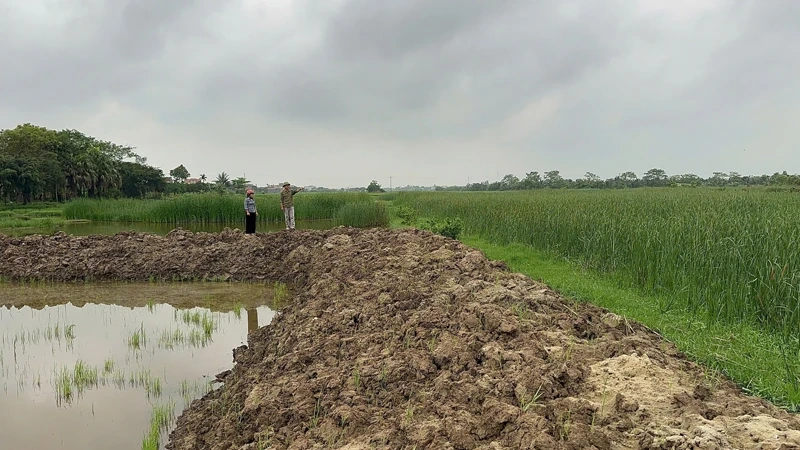 Hồ Vương khắc phục tình trạng bỏ ruộng hoang