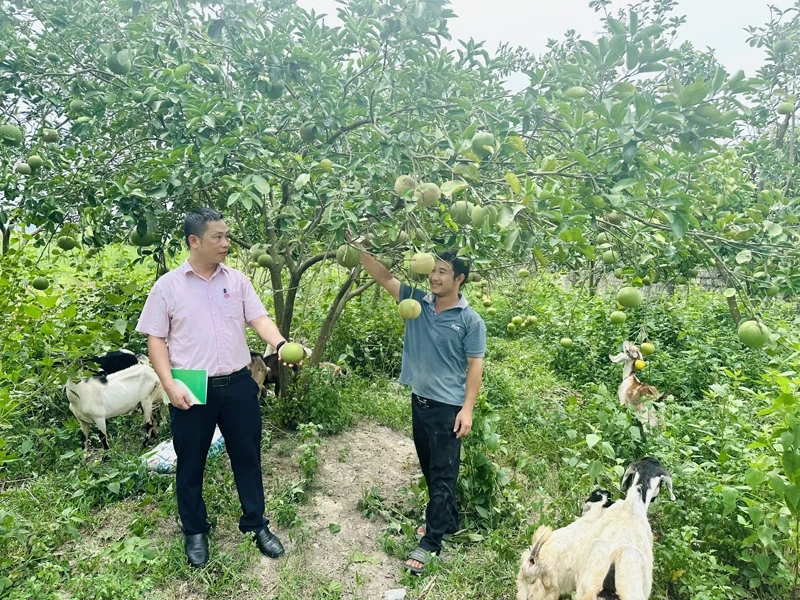 Hiệu quả tín dụng chính sách xã hội trong giai đoạn mới