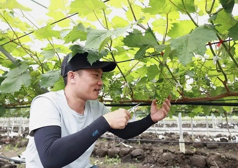 Xây dựng sản phẩm OCOP nho sữa Hàn Quốc